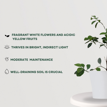 Lemon fruit tree for kitchen garden